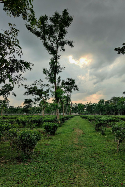 Top 5 places to visit in Sreemangal for a memorable winter Top 5 places to visit in Sreemangal