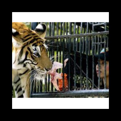 Beef ban in India reaches cages of lions and tigers
