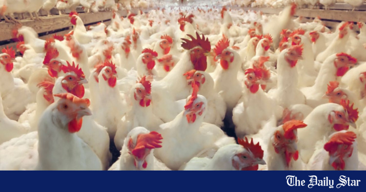 improve-poultry-sector-ensure-food-safety