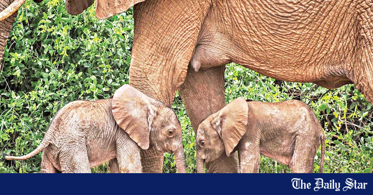 social-life-helps-orphaned-elephants-overcome-loss