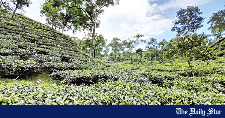 tea-production-expands-but-exports-decline