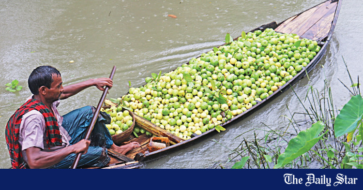 unfavourable-weather-affects-guava-production