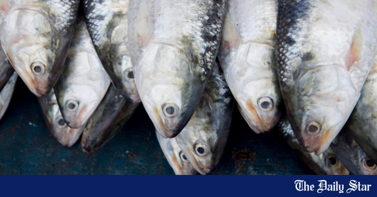 the-health-benefits-of-eating-hilsa