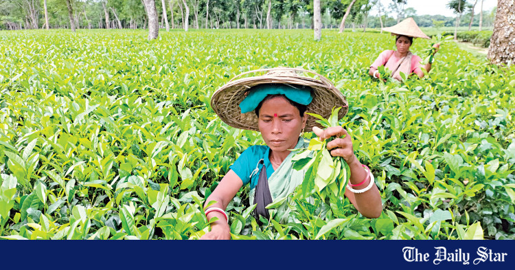 tea-garden-owners-claim-losses-for-strike