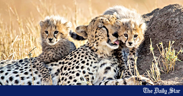 india-to-bring-back-cheetahs