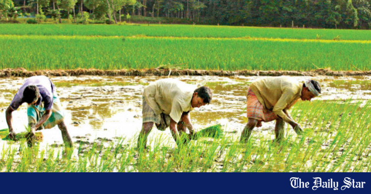 aman-paddy-cultivation-target-achieved-ministry