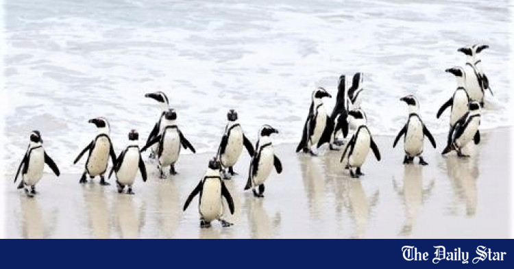 28 Penguins dead from avian flu in South Africa’s Boulders colony