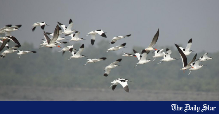 an-ode-to-bangladesh-s-migratory-birds