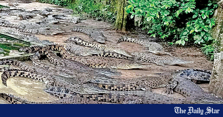 country-s-first-commercial-crocodile-farm-eyes-revival