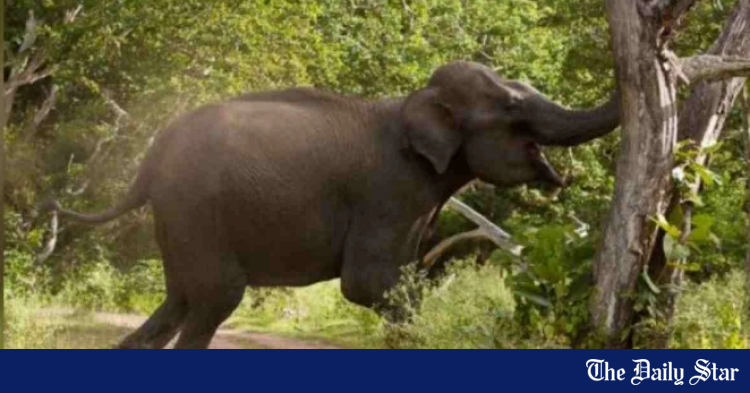 wild-elephants-trample-2-to-death-in-bandarban