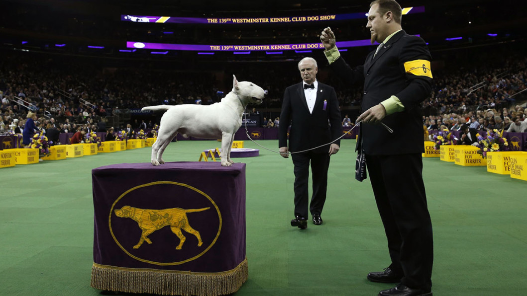 Bull Terrier Bull Terrier