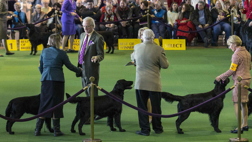 Flat Coated Retrievers Flat Coated Retrievers