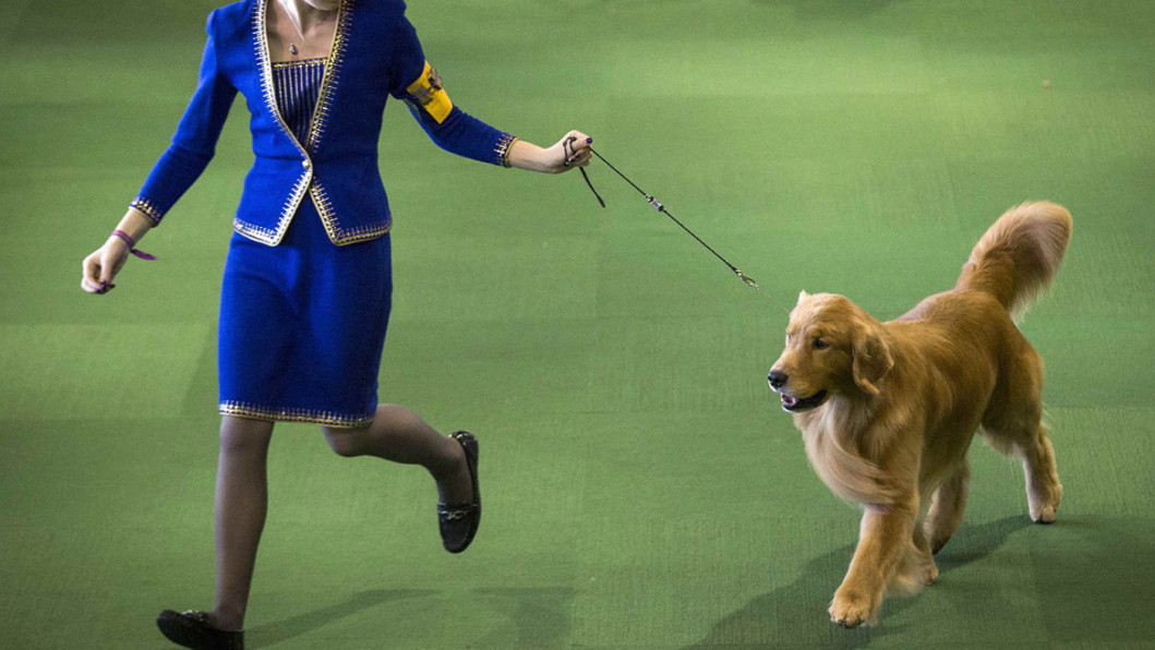 Golden Retriever Golden Retriever