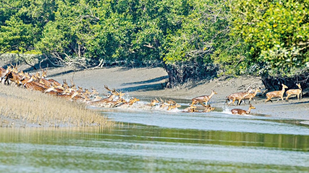 Deer Deer
