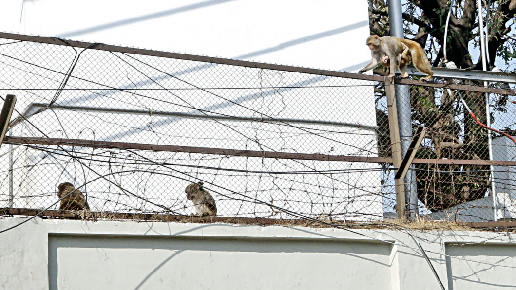Dhaka’s vanishing wildlife Lost Wildlife in Dhaka