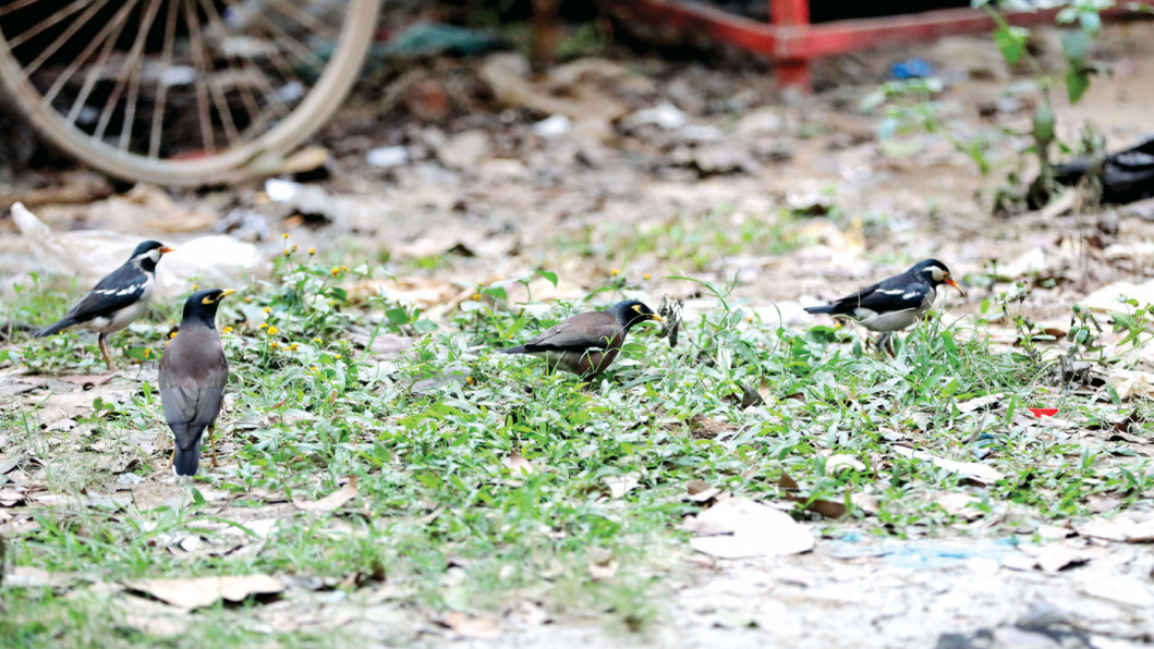 Dhaka’s vanishing wildlife As the city’s ground dwelling animals are facing threats, many of the winged residents have also become extremely vulnerable.