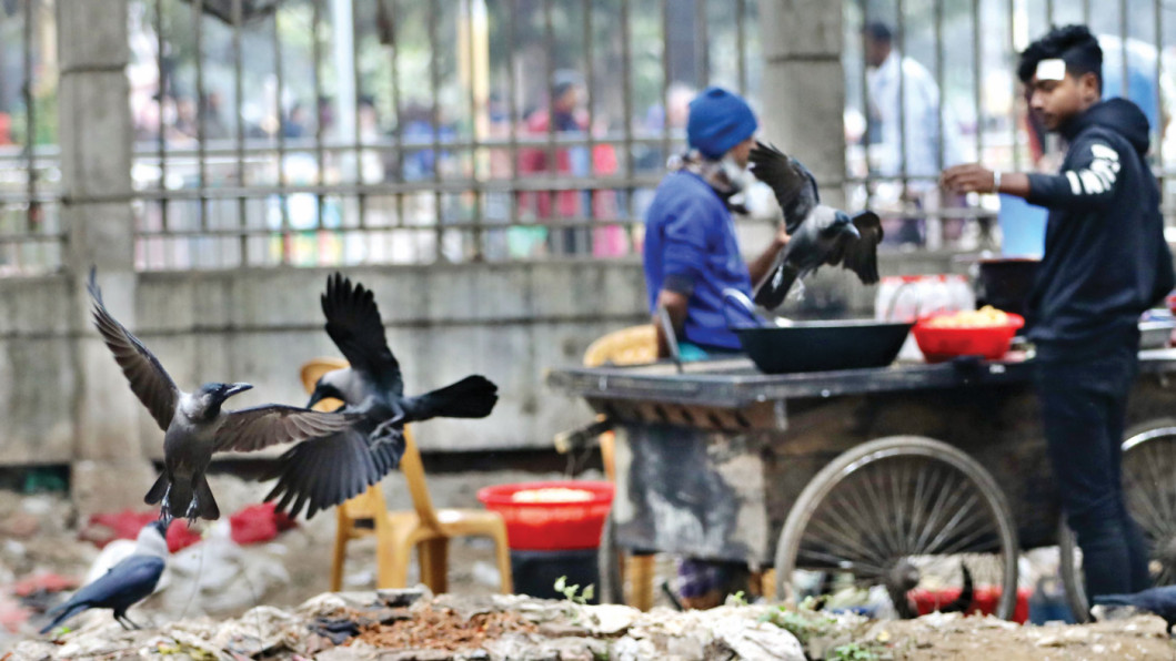 Dhaka’s vanishing wildlife Due to habitat destruction, many native birds have been wiped out from Dhaka, while population of some scavenger birds have increased considerably.