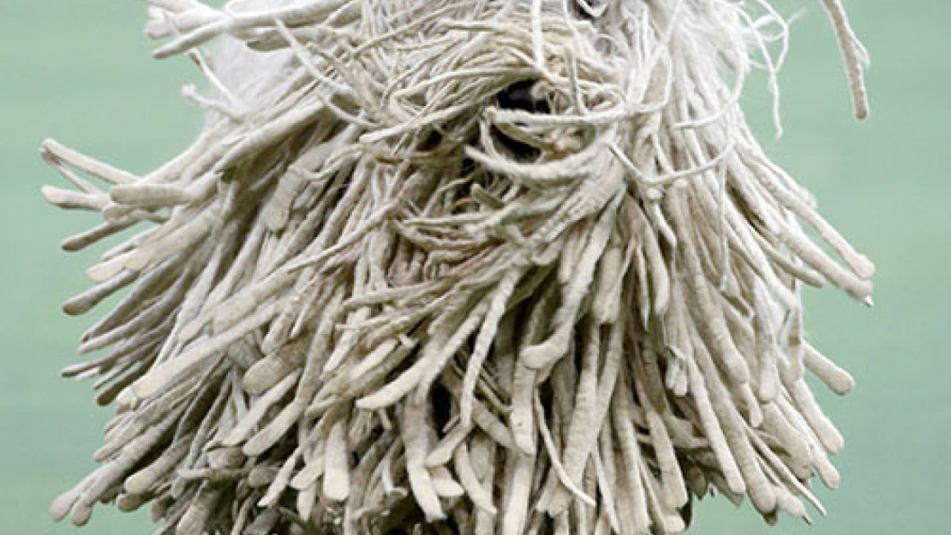 Komondor Komondor