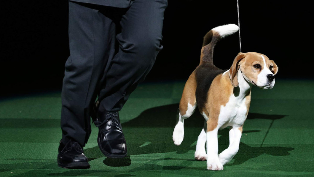 Best In Show Best In Show