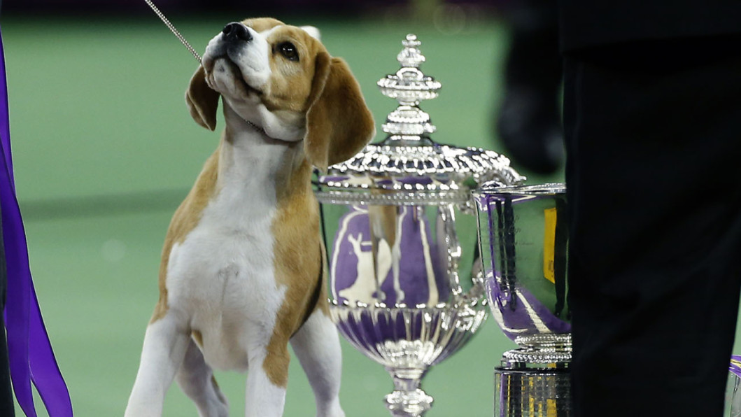 Best In Show Best In Show