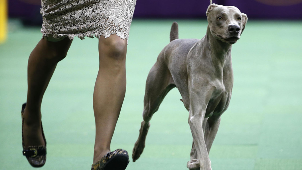 Weimaraner Weimaraner