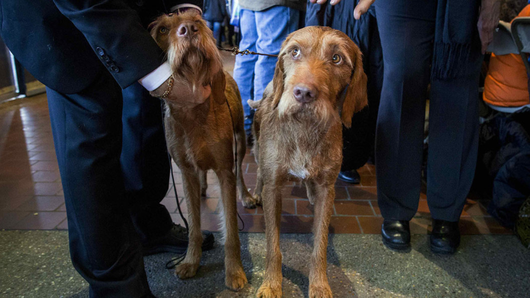 Wirehaired Vizslas Wirehaired Vizslas