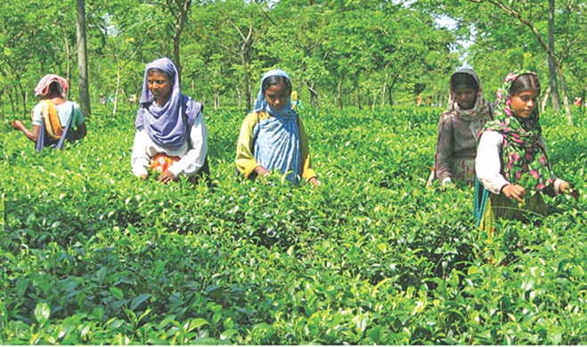  A group of women plucking tea leaves in Panchagarh. PHOTO: STAR