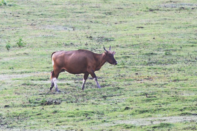 Banteng, extinct