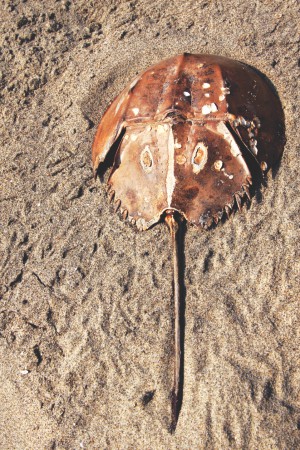 Horseshoe crab