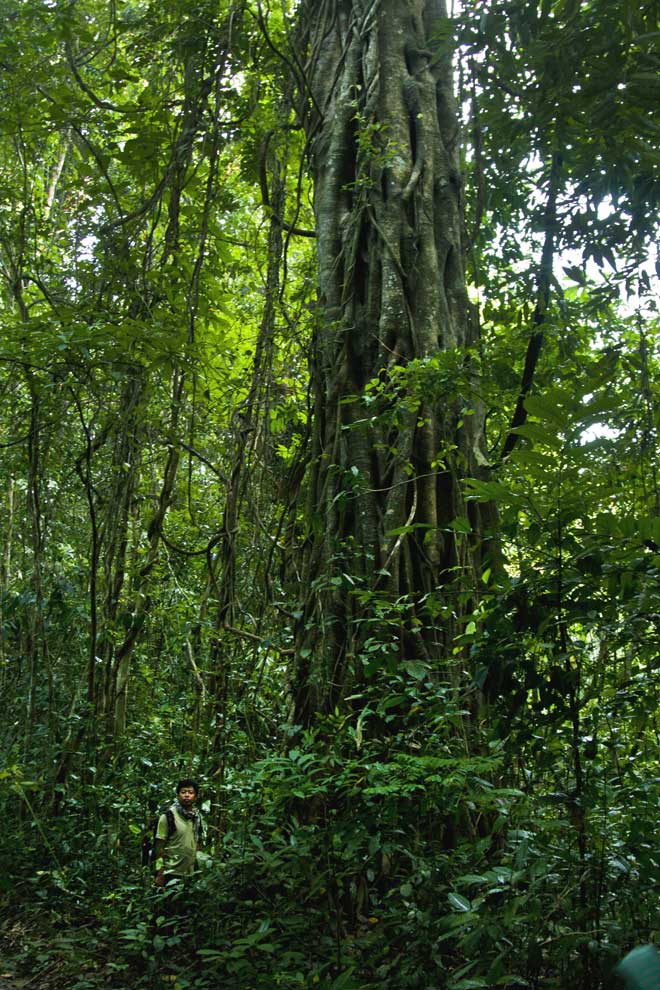 Trees as big as this one litter the forest. Note the man standing beside.