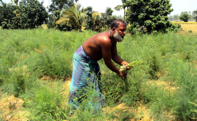 Farmer Ansar Ali plucks asparagus from his farmland at Bujruk Shokra village in Shibganj upazila of Bogra. At least 20 farmers of the upazila are cultivating the nutritious foreign vegetable with technical support from the Department of Agriculture. Photo: Star