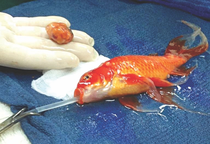 Goldfish undergoes brain surgery! | The Daily Star