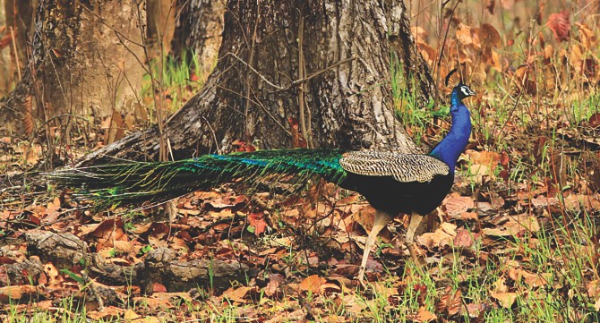 Gone from Bangladesh: Indian Peafowl