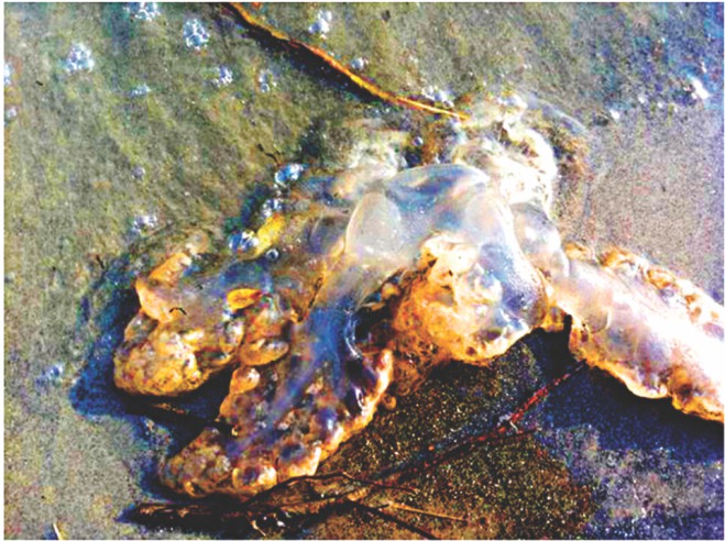 Jellyfish invsion in the beach of Alorkole Island signifies disturbance in deep sea.