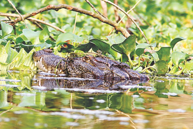 Marsh Crocodile, extinct