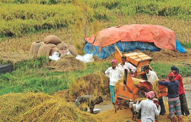 Farmers separating the grain from rice plants using a threshing machine. File Photo