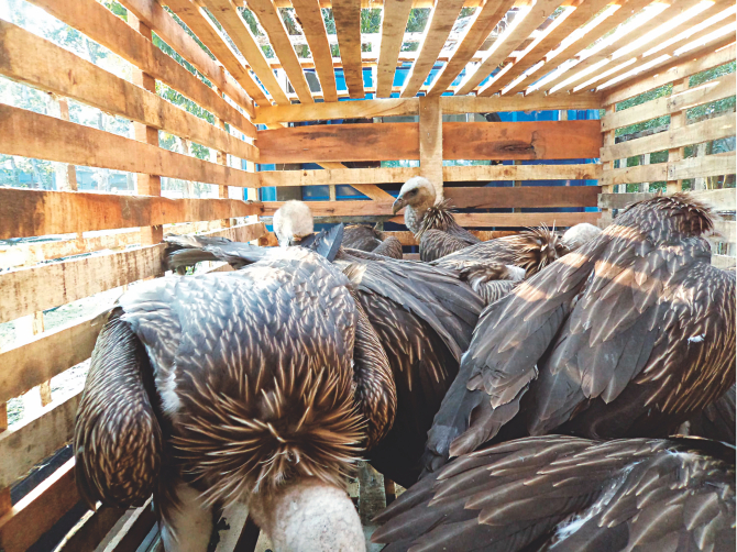 Rare Himalayan Griffon vultures in a pick-up van heading for Bangabandhu Safari Park in Gazipur from Panchagarh yesterday. The birds were rescued after they fell on the ground apparently out of exhaustion for long flight from severe cold in far north.  Photo: Quamrul Islam Rubaiyat
