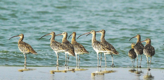 Eurasian Curlew