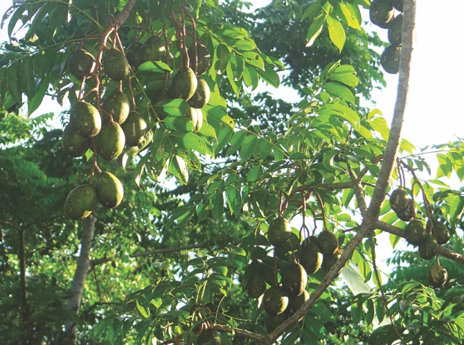 A fruiting amra (hog plum) tree at Kamal Hossen's roadside plantation at Putiakhali in Rajapur upazila under Jhalakathi district.  PHOTO: STAR